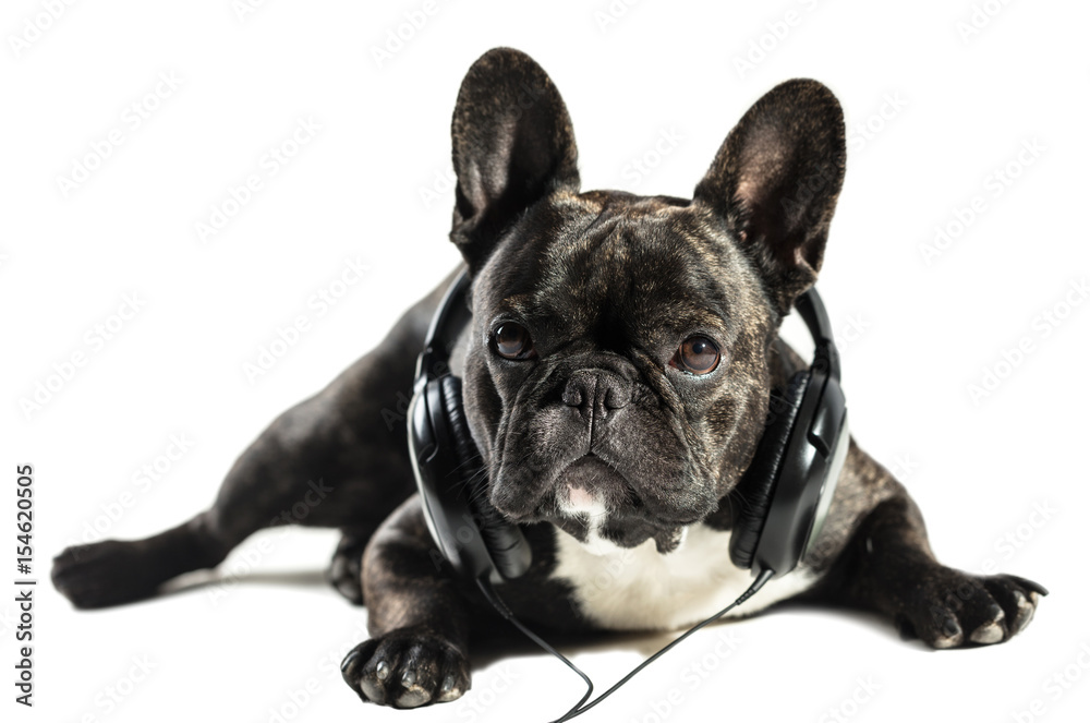 French bulldog in headphones