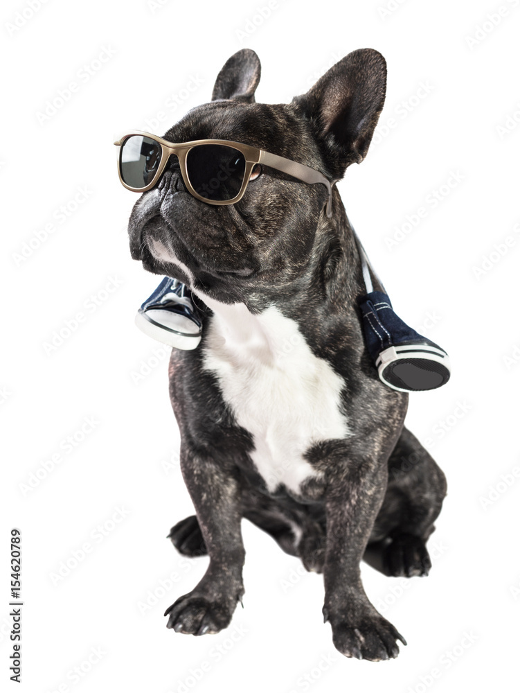 French bulldog in sunglasses