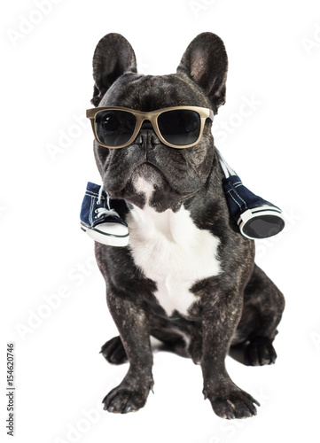 French bulldog in sunglasses © Olexandr