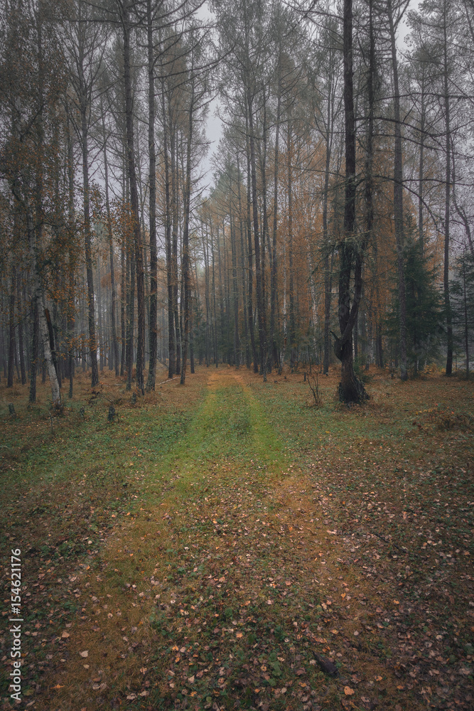 Fototapeta premium Autumn forest in overcast day