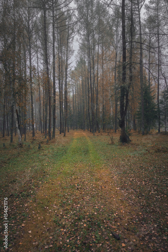 Autumn forest in overcast day
