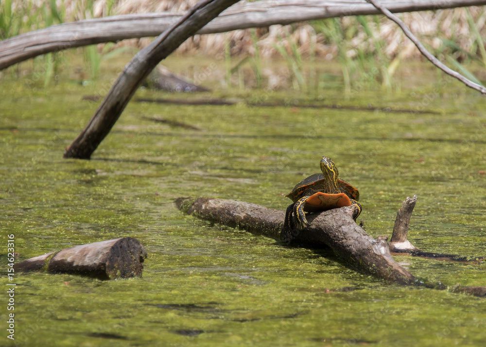 Obraz premium Turtle Loggin'