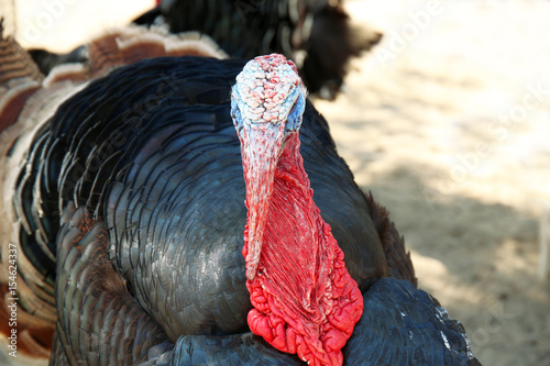 Funny turkey in zoological garden, closeup