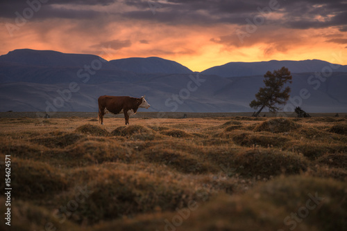 A cow grazing on an autumn field on the background of a setting sun