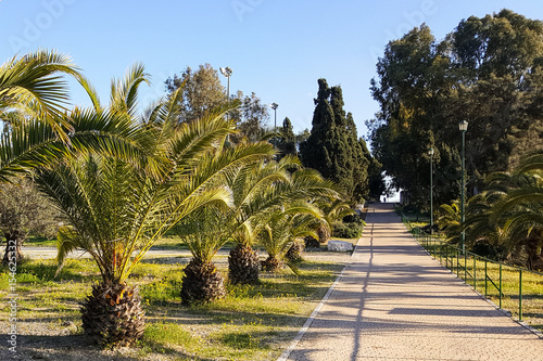 Landscape design, park alley, palm bushes along the walkway