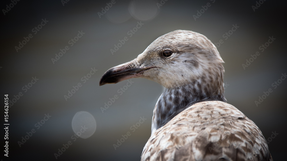 A close up profile of an immature herring gull A close up profile of an immature herring gull