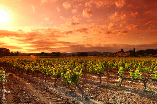 Amazing Vineyard Sunset