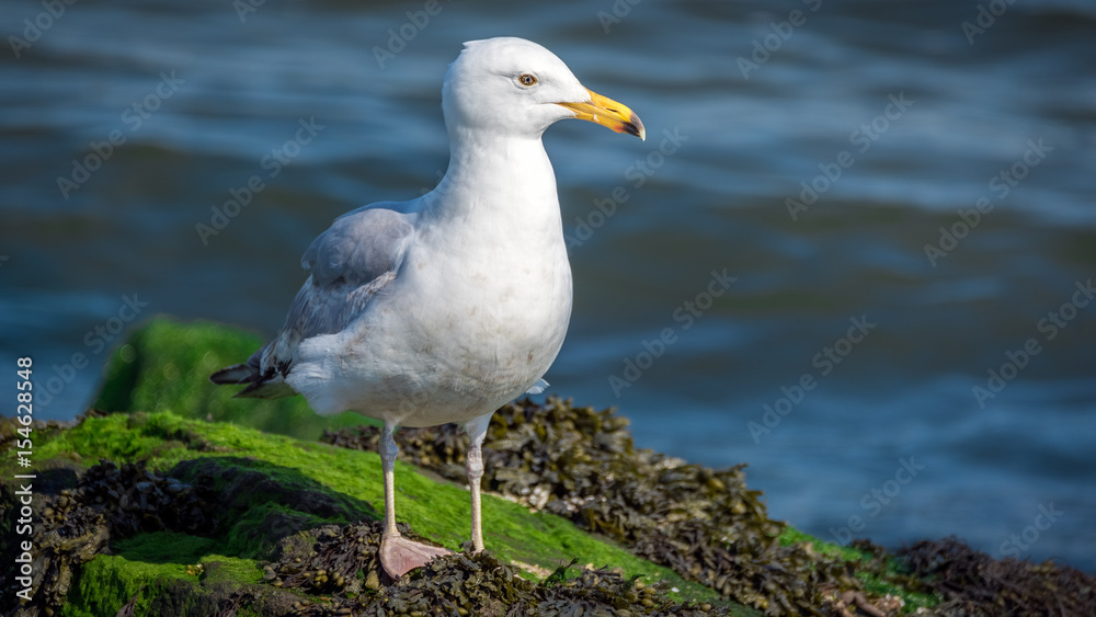 A herring gull standing on the rocks along the edge of Barnegat Bay in New Jersey A herring gull standing on the rocks along the edge of Barnegat Bay in New Jersey