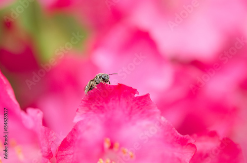 bee with pink flower