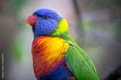 Rainbow Lorikeet © robertdering