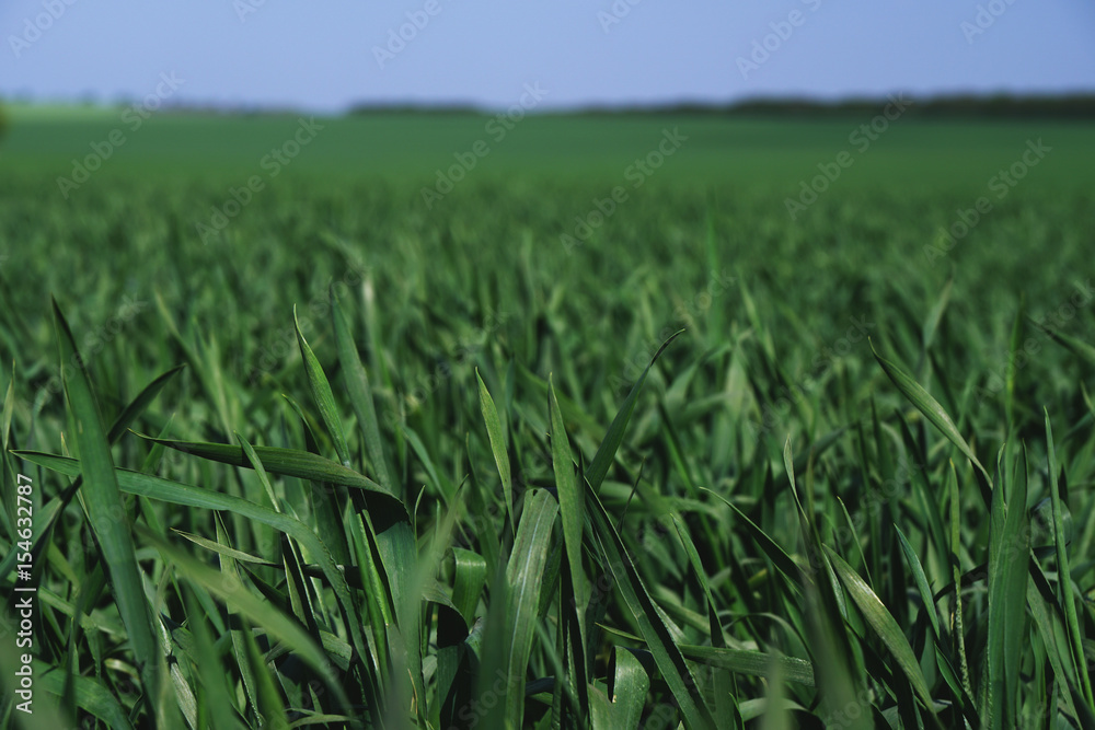 Closeup shot of the young bright green corn field Closeup shot of the young bright green corn field