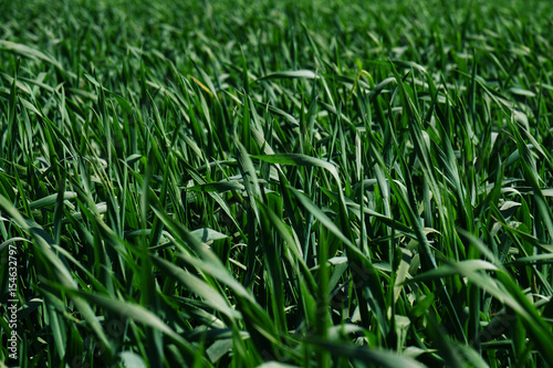 Closeup shot of the young bright green corn field