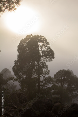 Sunset over misty pine tree forest