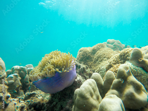 Soft focused photo of anemone and soft coral at Zedetkyi Island, ,Andaman ocean,Myanmar,Asia