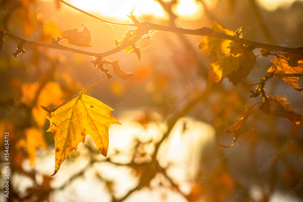 Tree brunch on sun background
