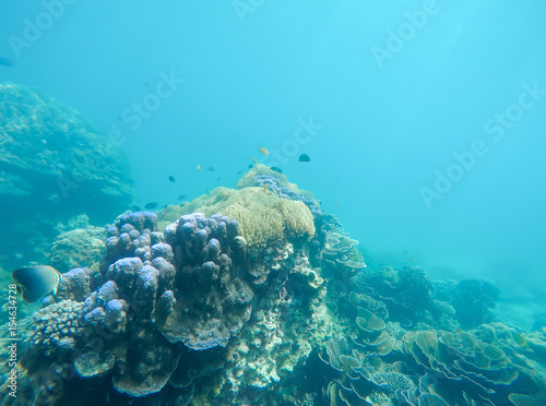 Soft focused photo of anemone fish and soft Reef at Zedetkyi Island   Andaman ocean Myanmar Asia