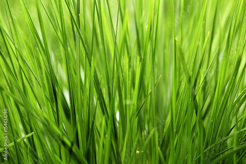 Macro of green grass