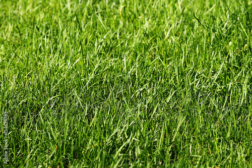 Panorama - lawn of green grass