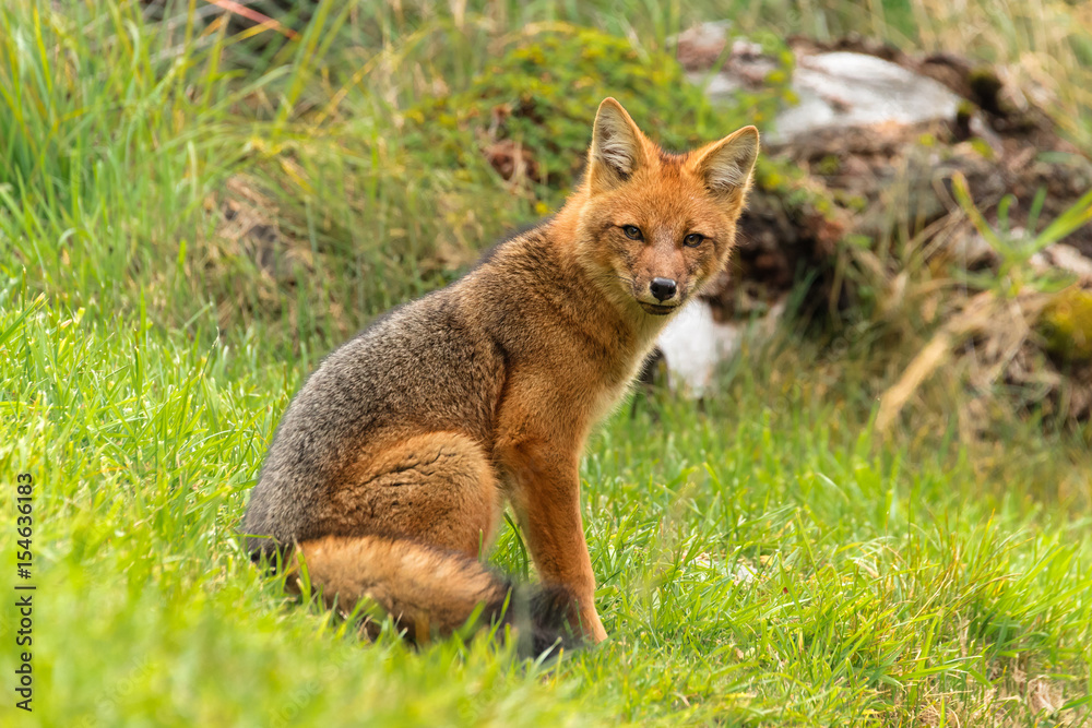 Red Fox - Vulpes vulpes, sitting up at attention, direct eye contact. Animal in the nature habitat.