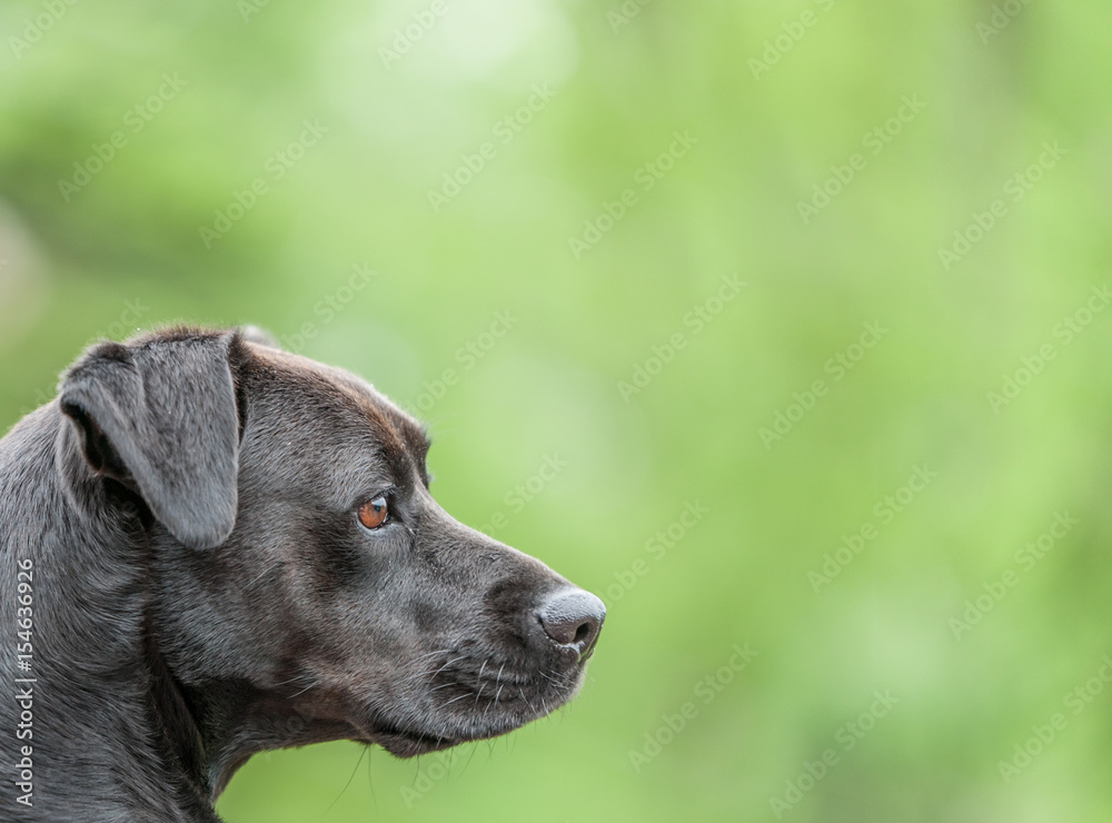 Black Lab