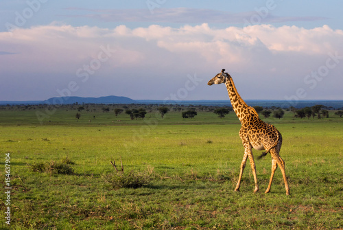 Giraffe walking in savannah.