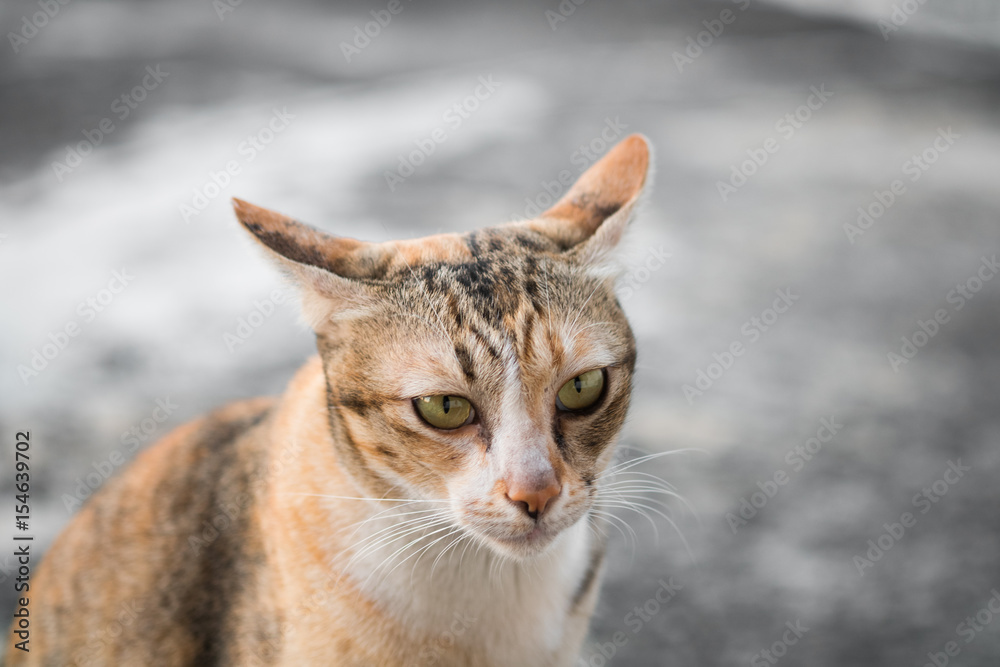 Thai cat sitting on the floor and looking something Thai cat sitting on the floor and looking something