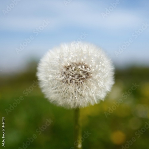 Pusteblume