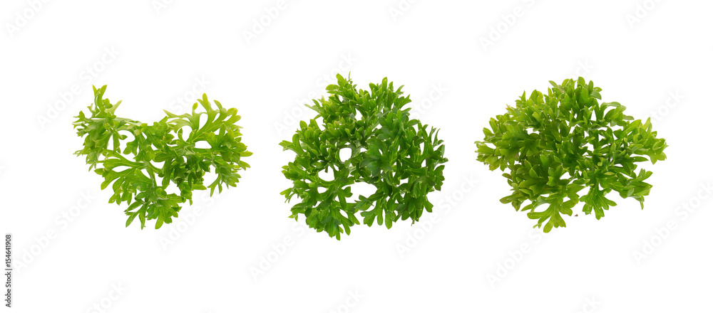 fresh parsley isolated on a white background. fresh parsley isolated on a white background.