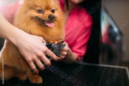 Fototapeta Naklejka Na Ścianę i Meble -  Pet groomer hands cuts with clippers claws of dog