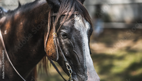 Black Horse On Farm