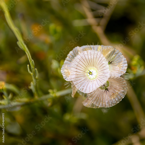 little fine refined pale pink flowers on green background