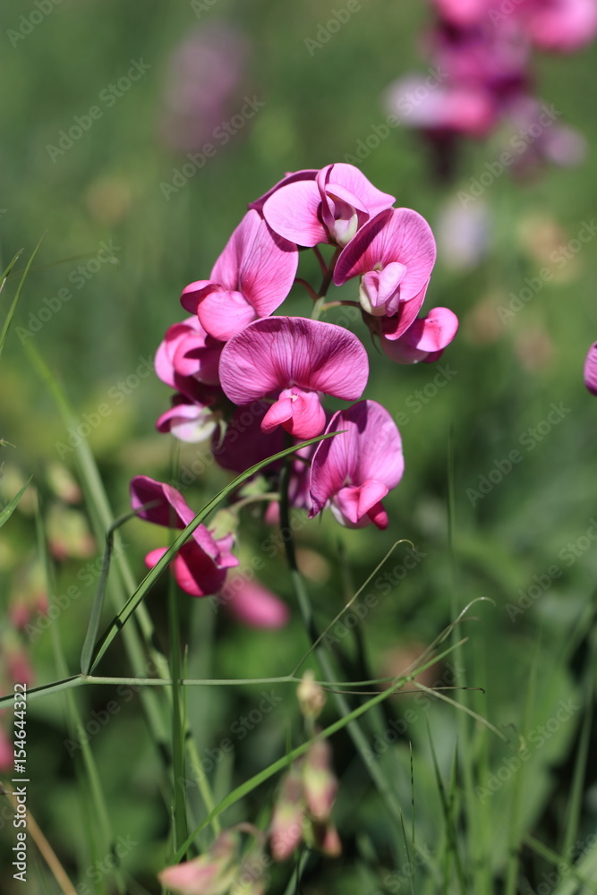 Pois vivace, Lathyrus latifolius