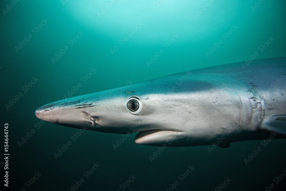 Fototapeta premium Blue shark, prionace glauca, Atlantic ocean, South Africa