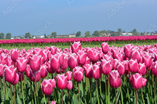 Pink tulips in a tulip field