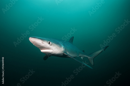 Blue shark, prionace glauca, Atlantic ocean, South Africa