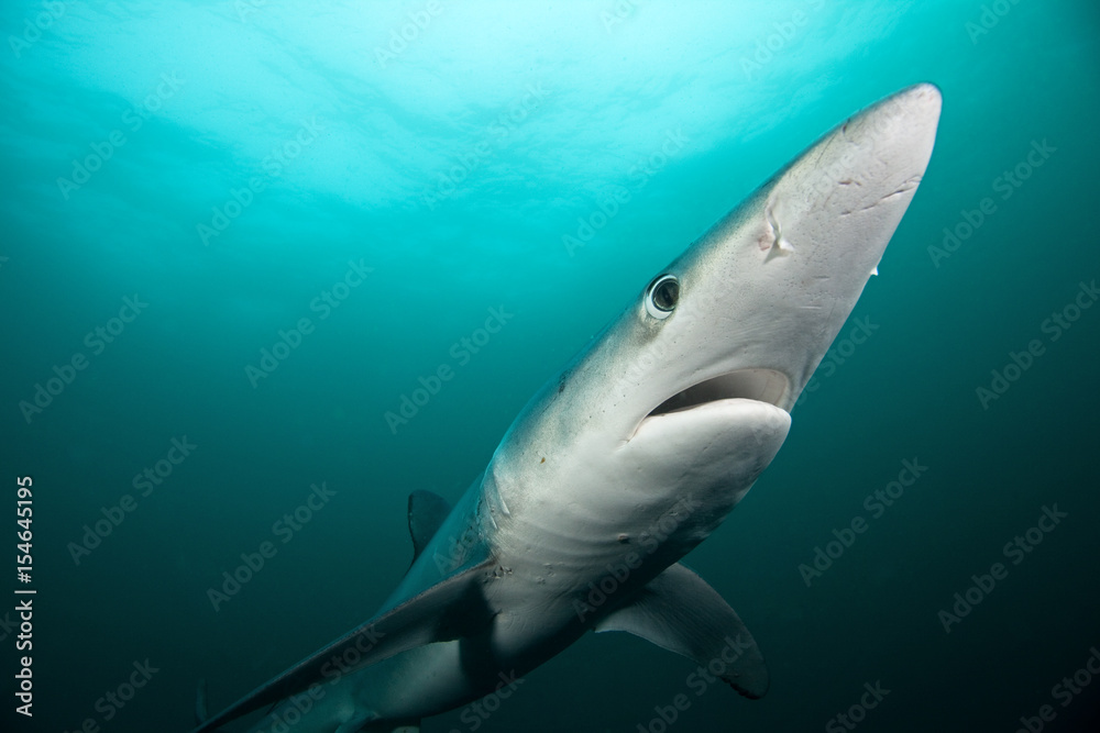 Obraz premium Blue shark, prionace glauca, Atlantic ocean, South Africa