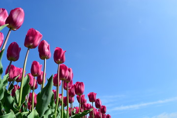 Wandcirkels Tulp Roze tulpen in Hollands bloemenveld  © Yadag