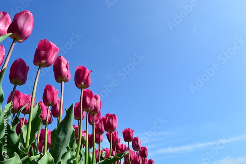 Pink tulips in a tulip field #154645701