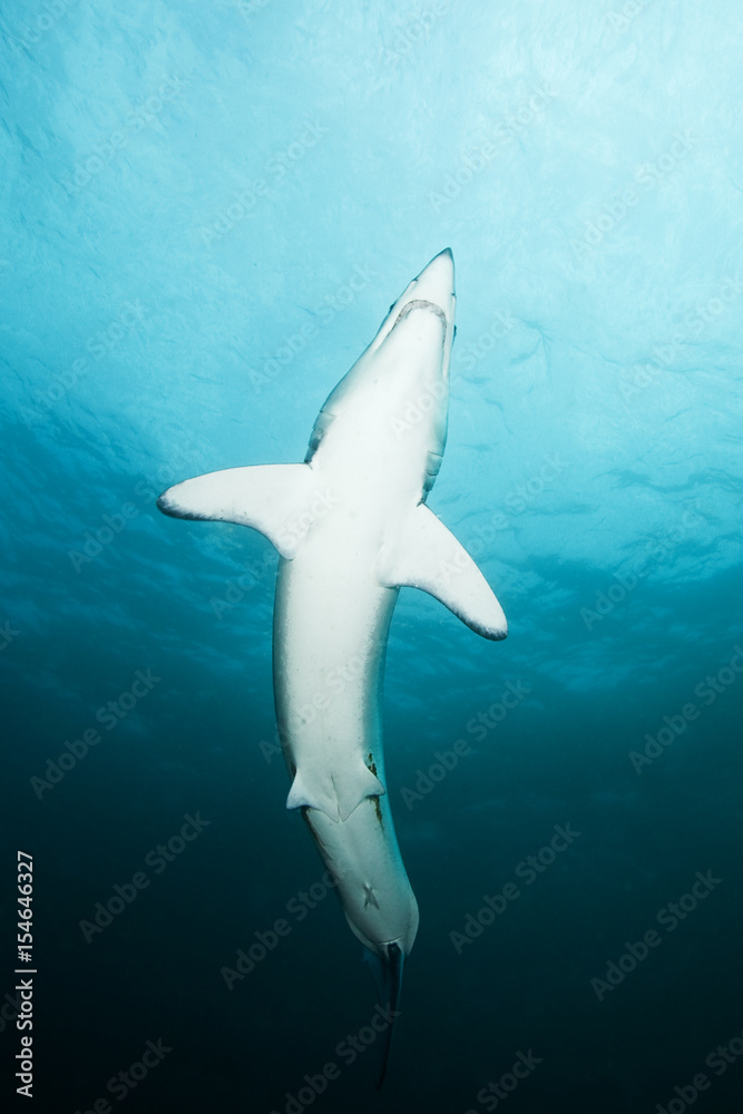 Fototapeta premium Mako shark, Isurus oxyrinchus, Atlantic ocean, Simon's Town, South Africa