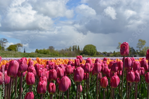 Field of different coloured tulips