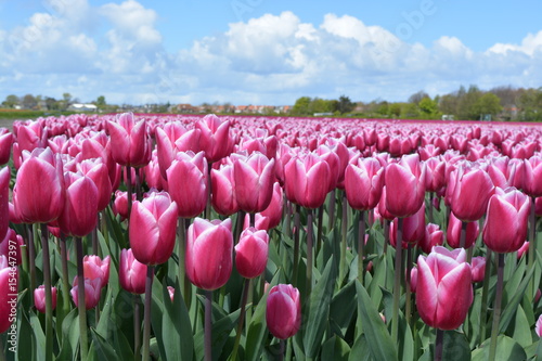 Pink tulips in a tulip field