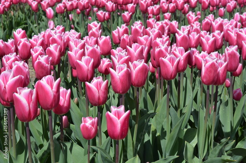 Pink tulips in a tulip field