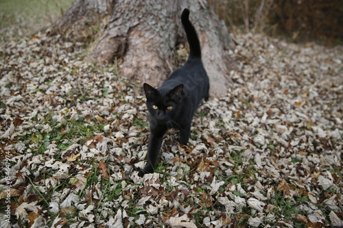 Black cat in fall leaves 