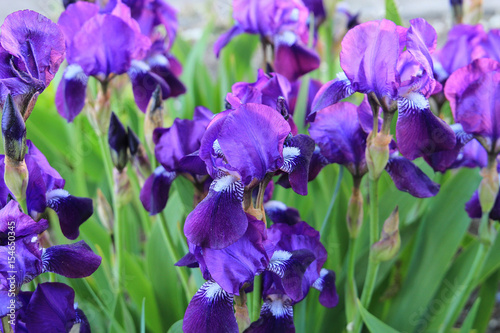 spring blossom