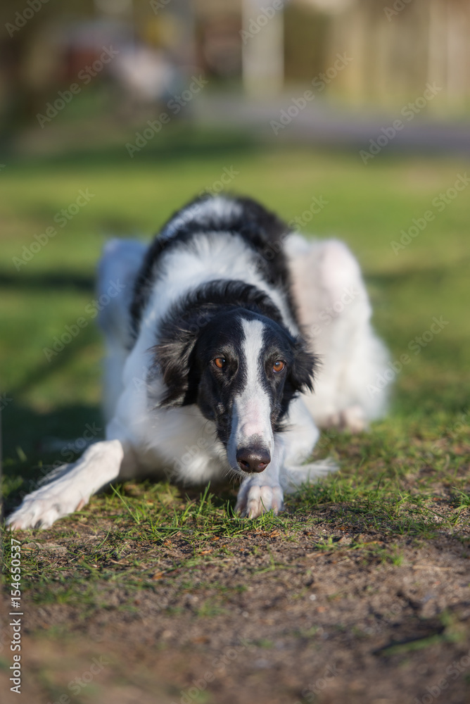 russian borzoi dog posing outdoors