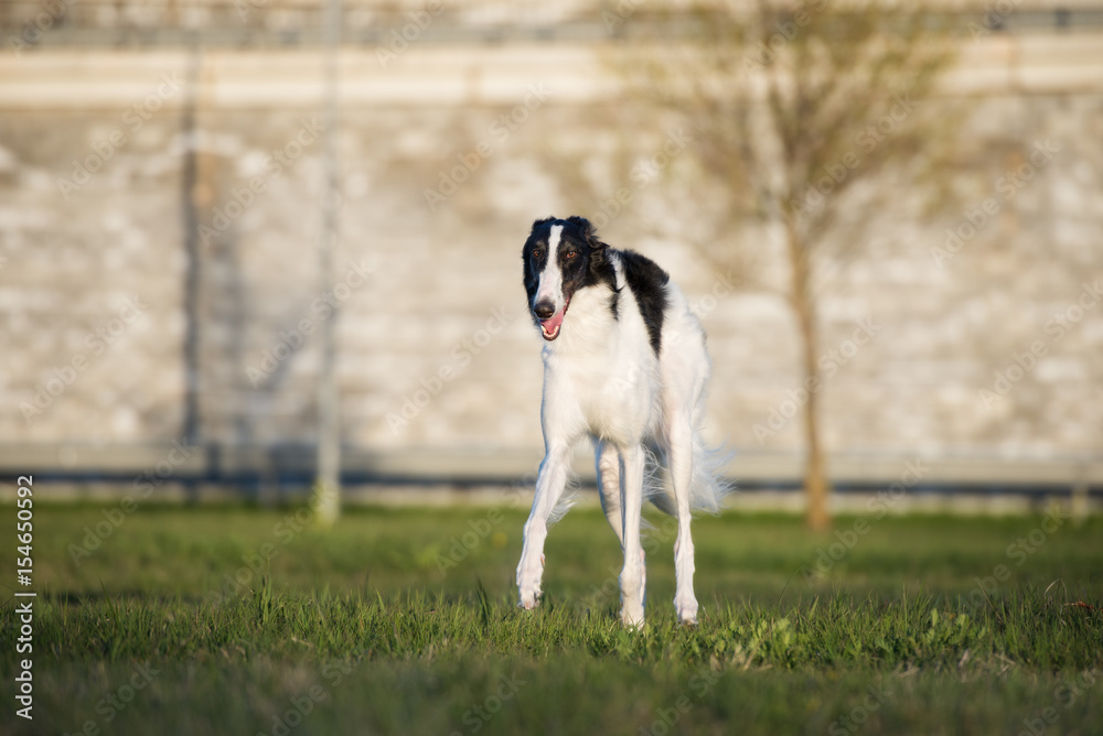 russian borzoi dog walking outdoors in summer russian borzoi dog walking outdoors in summer