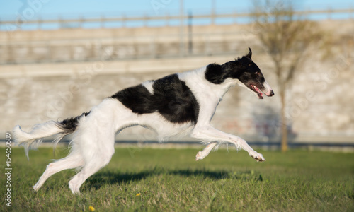 russian borzoi dog running outdoors in summer photo