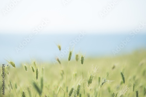 green spikelets on a green field close-up texture background copyspace © liliyabatyrova