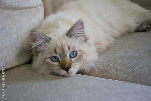Purebred Siberian Neva Masquerade cat. Kitten 5 months old, with saturated blue eyes, lying on a sofa. Color-point: seal-tabby.