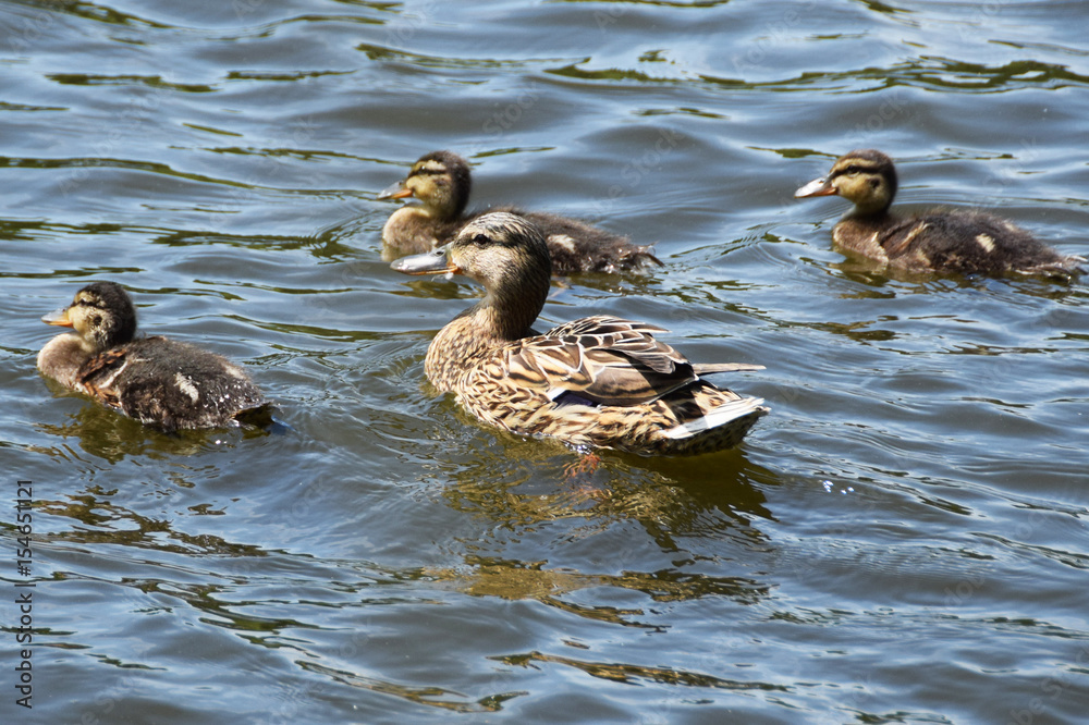 Mother duck with young Mother duck with young